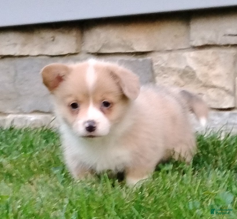 Welsh Corgi Pembroke dogs Welsh Corgi Pembroke 4 - Ad 2