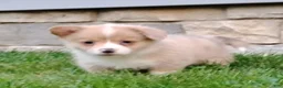 Welsh Corgi Pembroke dogs for sale: Welsh Corgi Pembroke 4 - Ad 2