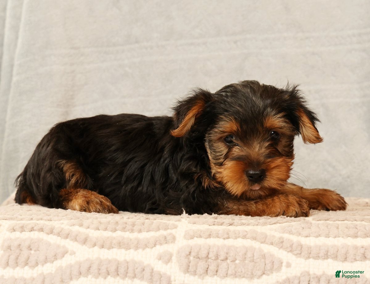 Yorkshire Terrier dogs Hank - Ad 2