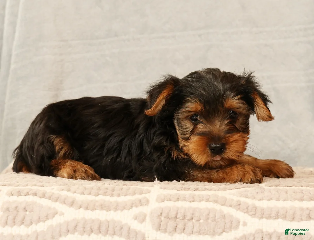 Yorkshire Terrier dogs for sale: Hank - Ad 2