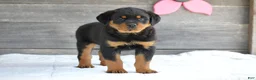 Rottweiler dogs for sale: Stella - Ad 3