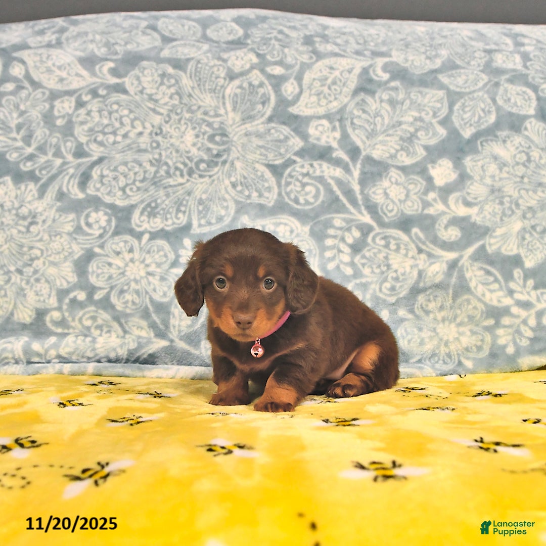 Miniature Dachshund dogs for sale: Precious - Ad 8