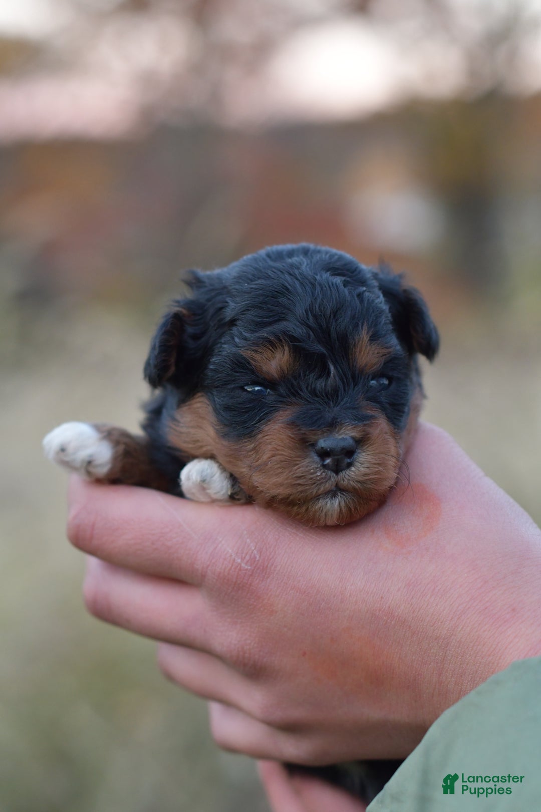 Mini Aussiedoodle dogs for sale: Bear - Ad 2