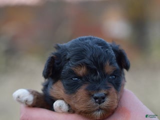 Mini Aussiedoodle dogs Bear - Ad 19