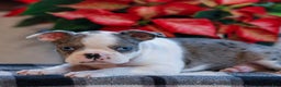 Boston Terrier dogs for sale: Laura  - Ad 2