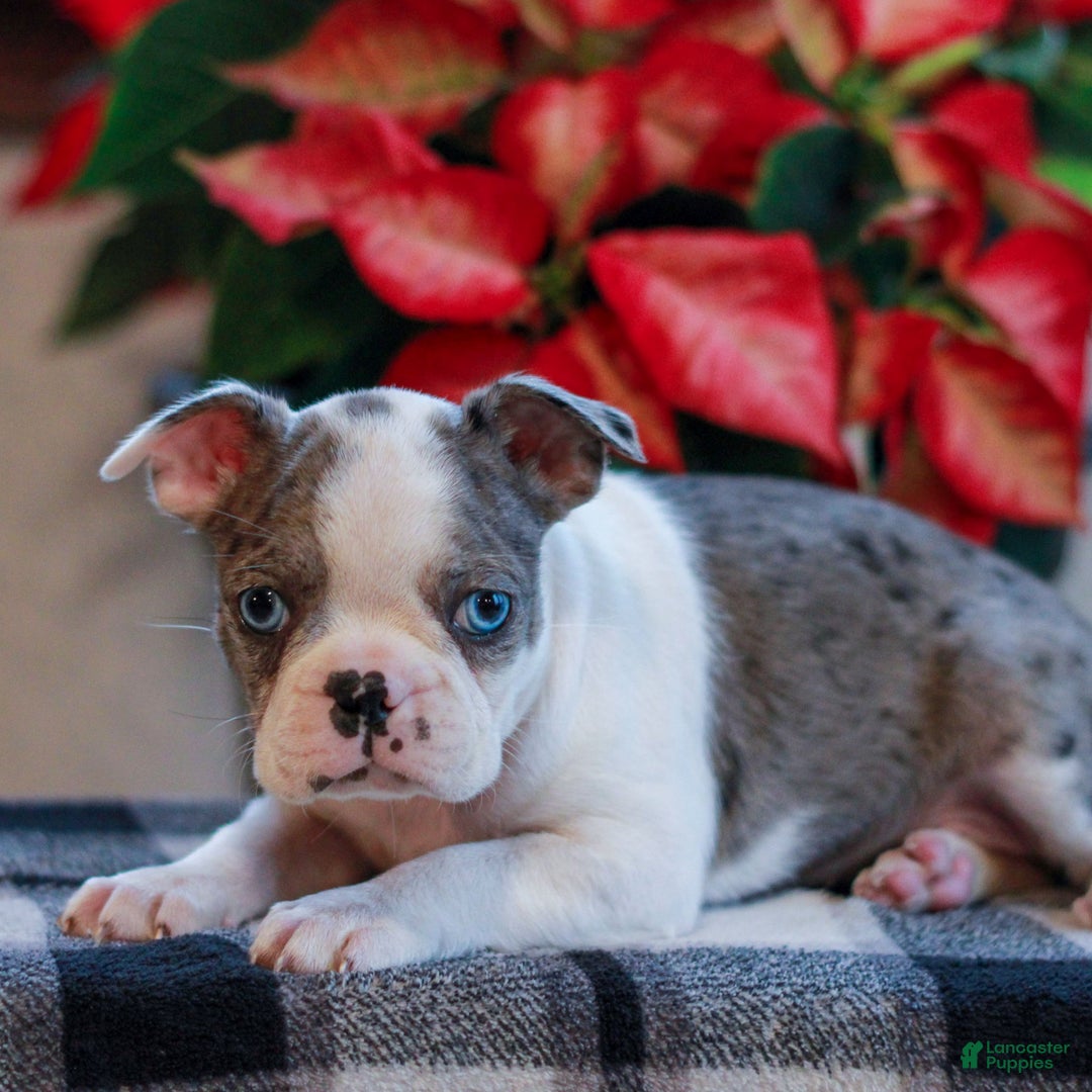 Boston Terrier dogs for sale: Laura  - Ad 2