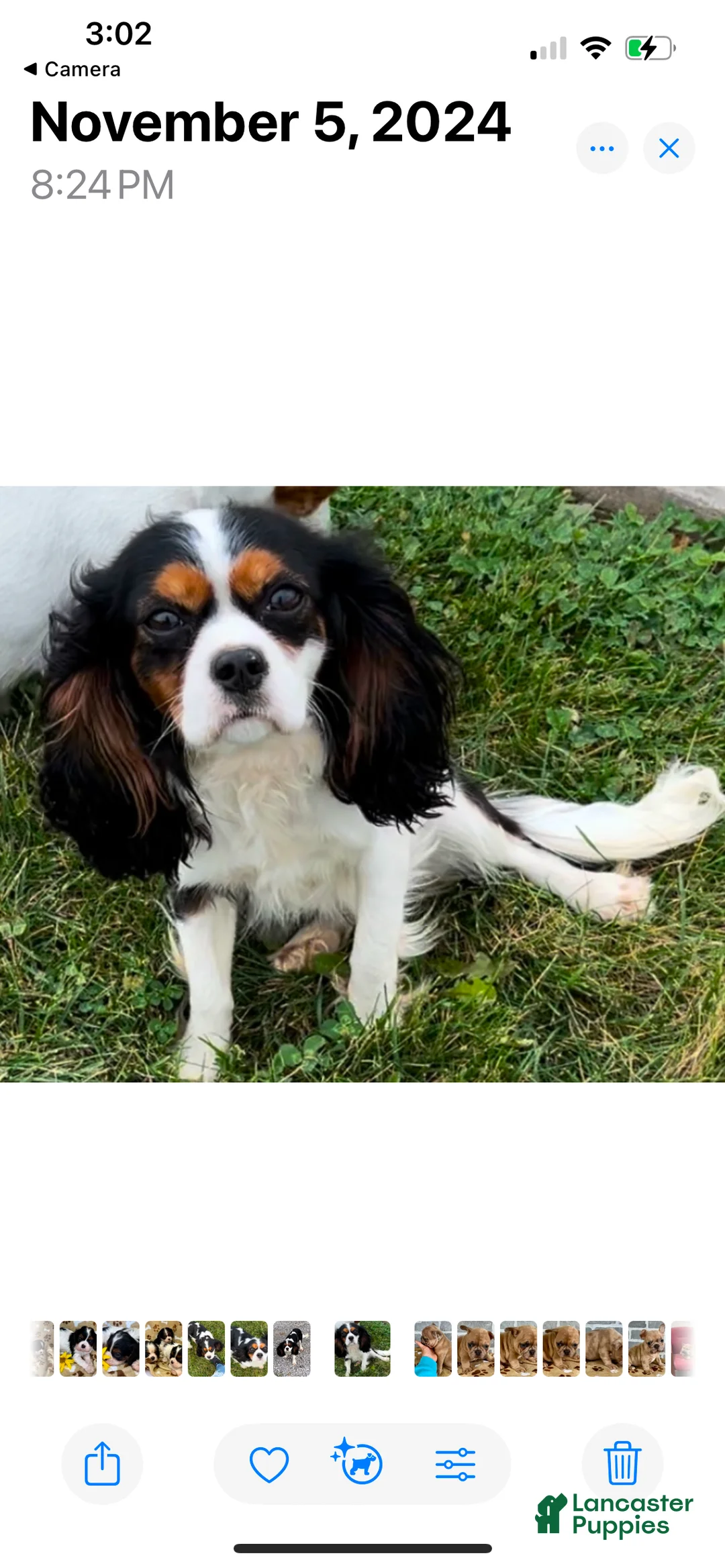 Cavalier King Charles Spaniel dogs for sale: Colter - Ad 2