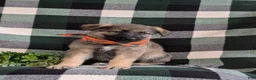 Mixed Breed dogs for sale: Barnaby - Ad 3
