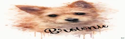 Mixed Breed dogs for sale: Bandit - Ad 3