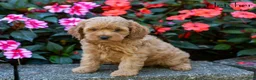 Cockapoo dogs for sale: Fletcher  - Ad 4