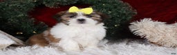 Shih Tzu dogs for sale: Norrie - Ad 5