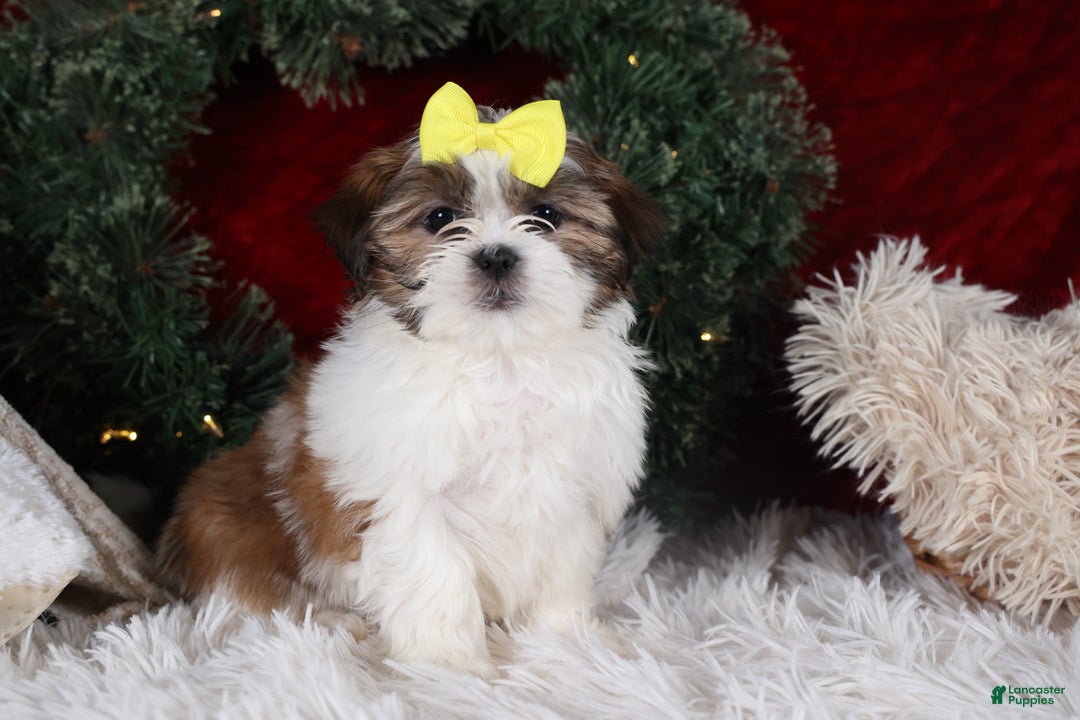 Shih Tzu dogs for sale: Norrie - Ad 5