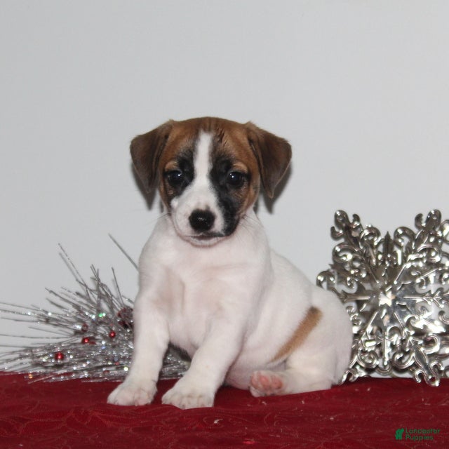 Jack Russell Terrier dogs LaffyTaffy - Ad 22