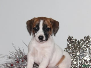 Jack Russell Terrier dogs LaffyTaffy - Ad 37