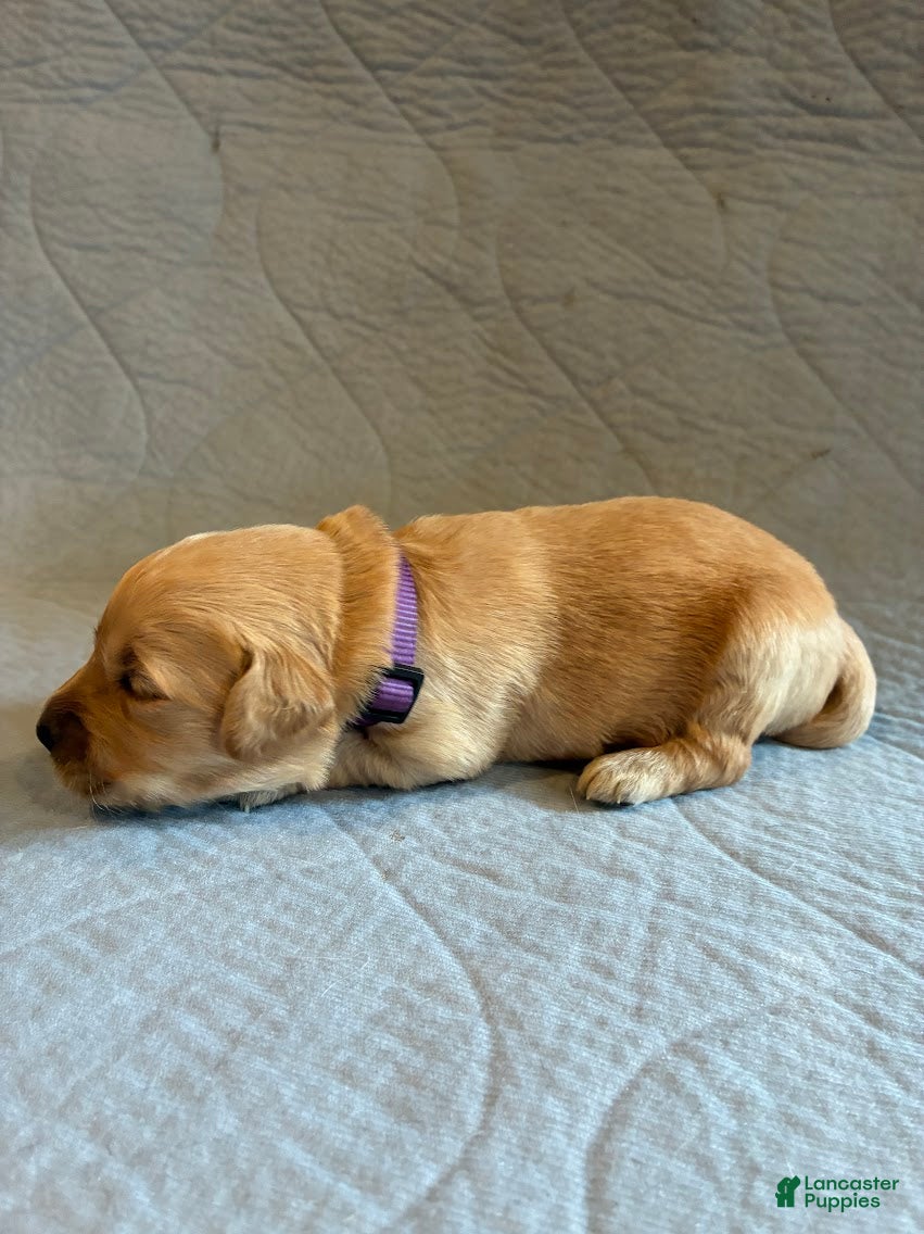 Golden Retriever dogs for sale: 3# Goose - Ad 1