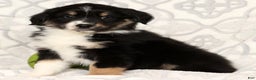 Miniature Australian Shepherd dogs for sale: Jackson - Ad 7