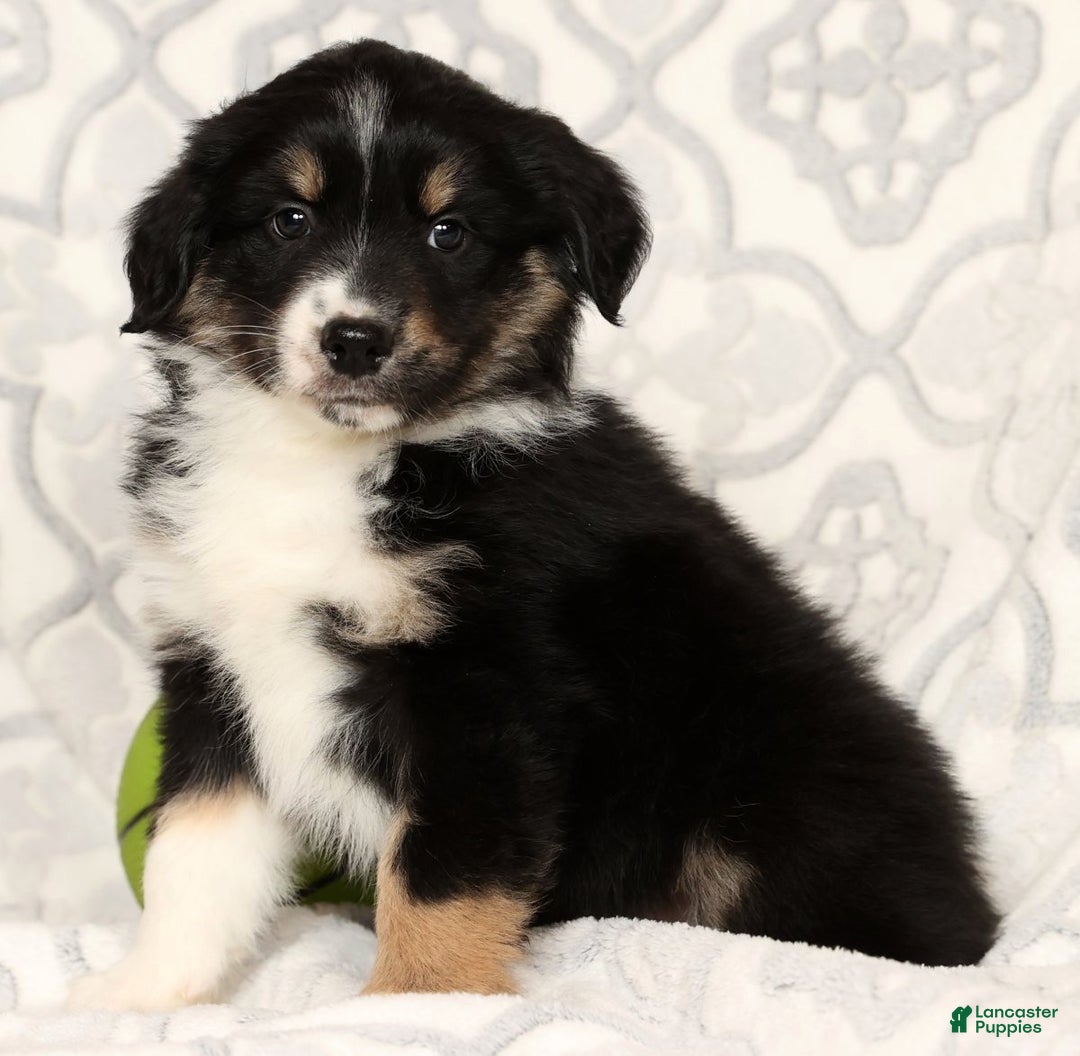 Miniature Australian Shepherd dogs for sale: Jackson - Ad 7