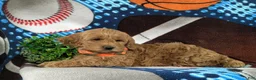 Cockapoo dogs for sale: Link - Ad 6