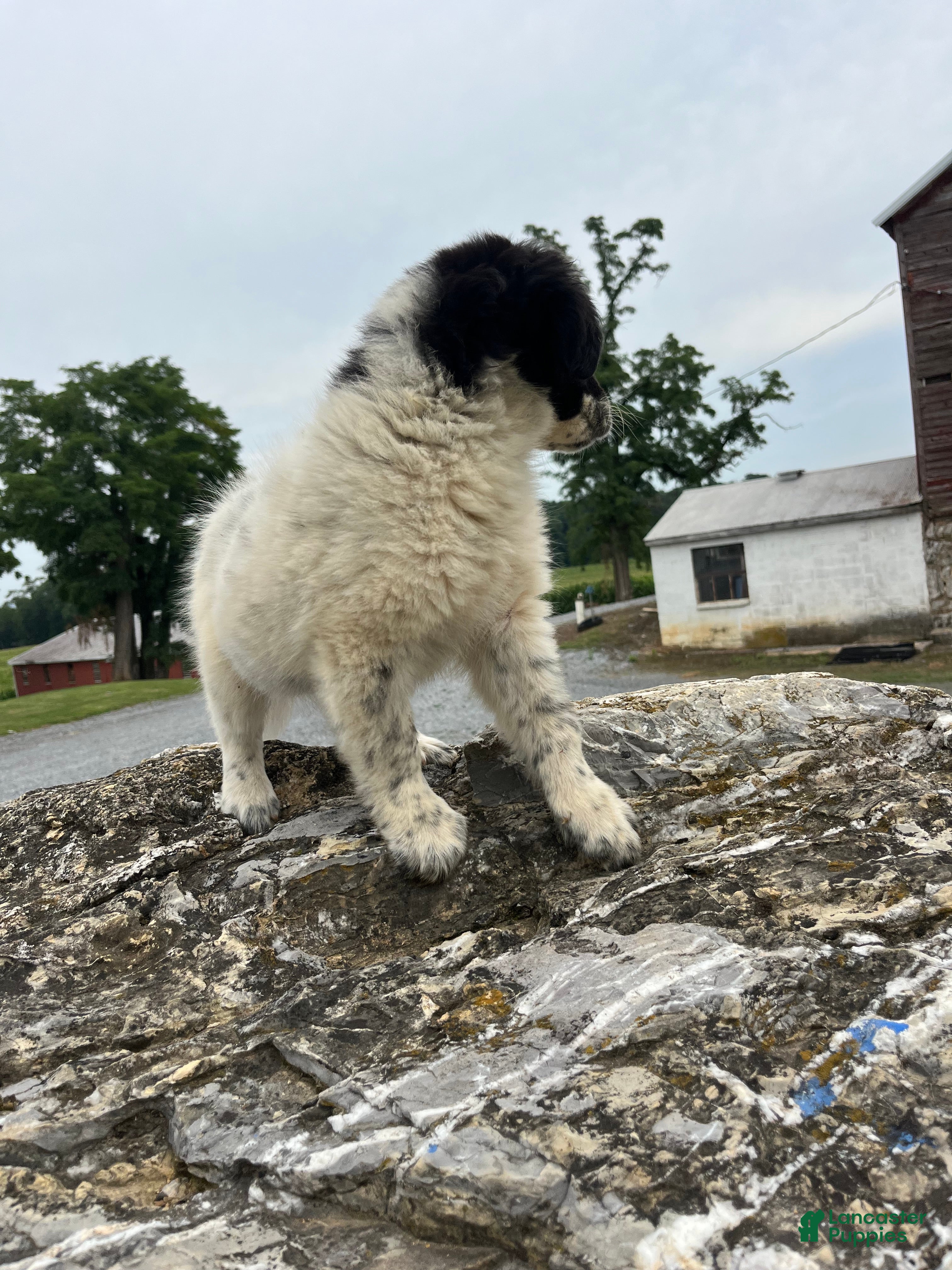 Mixed Breed dogs Mixed Breed 4 - Ad 39