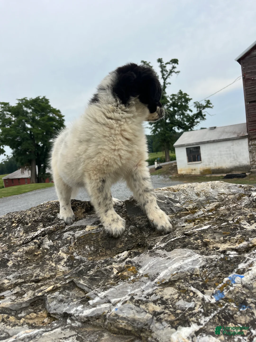 Mixed Breed dogs for sale: Mixed Breed 4 - Ad 1