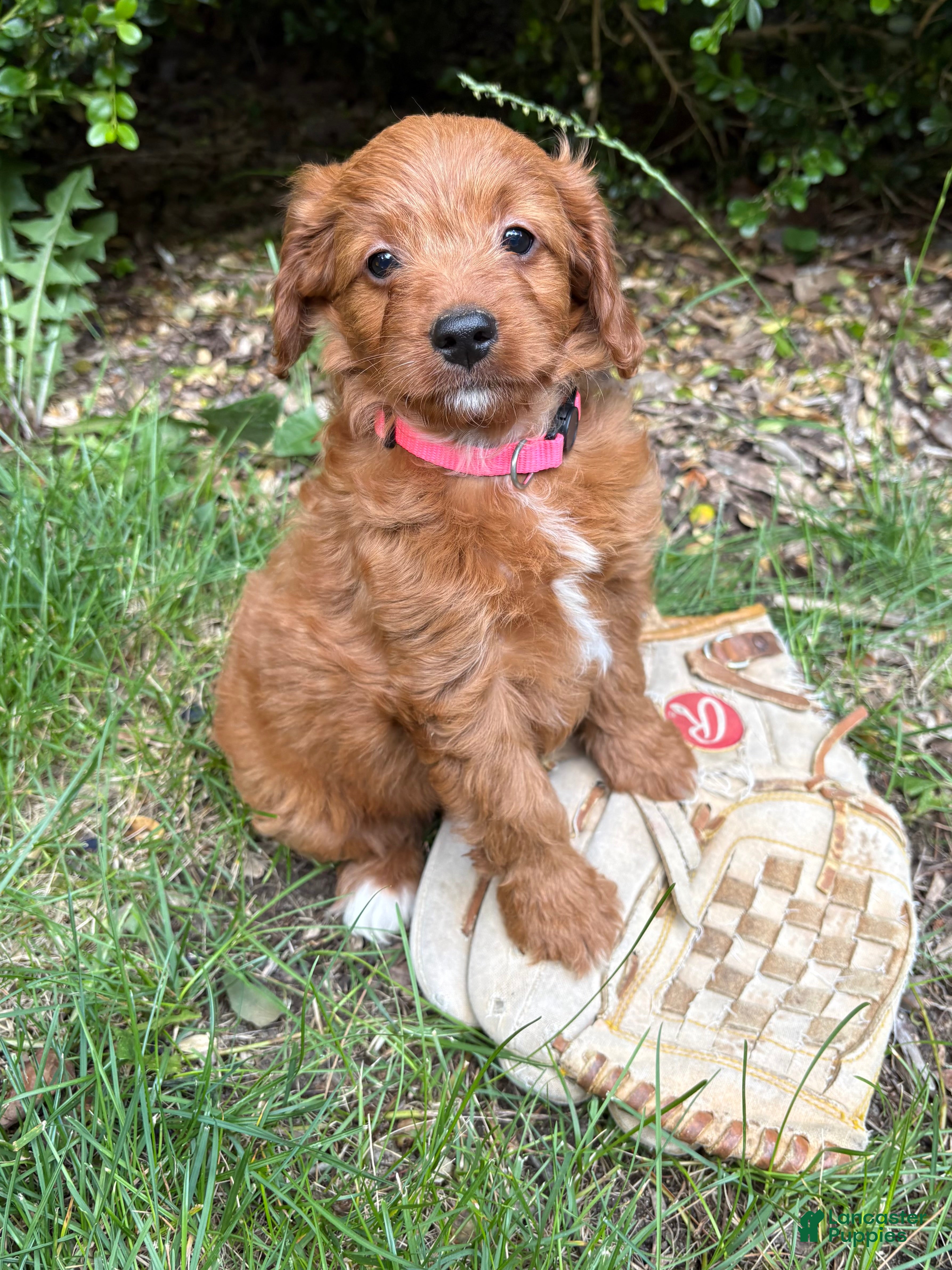 Goldendoodle dogs Arielle - Ad 1