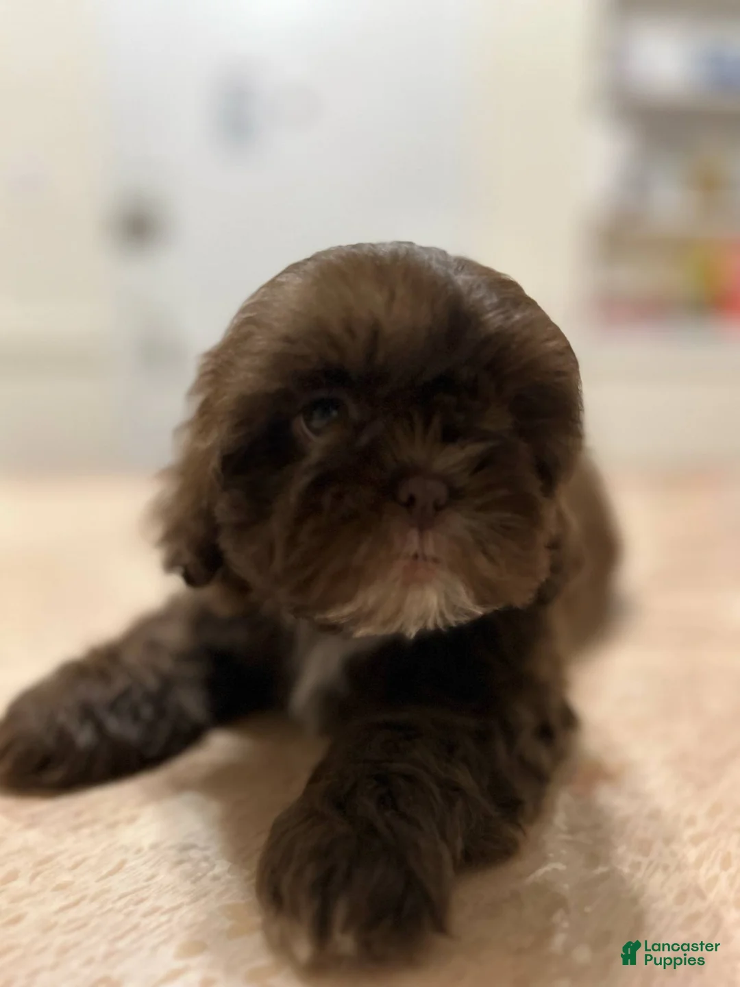 Shih Tzu dogs for sale: Browny - Ad 1