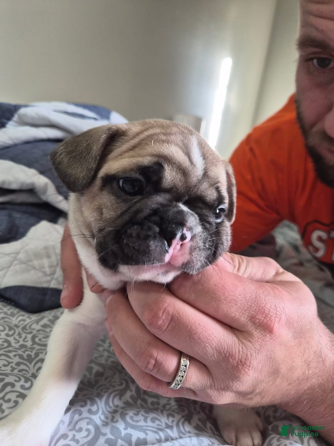French Bulldog dogs for sale: Scrappy  - Ad 2