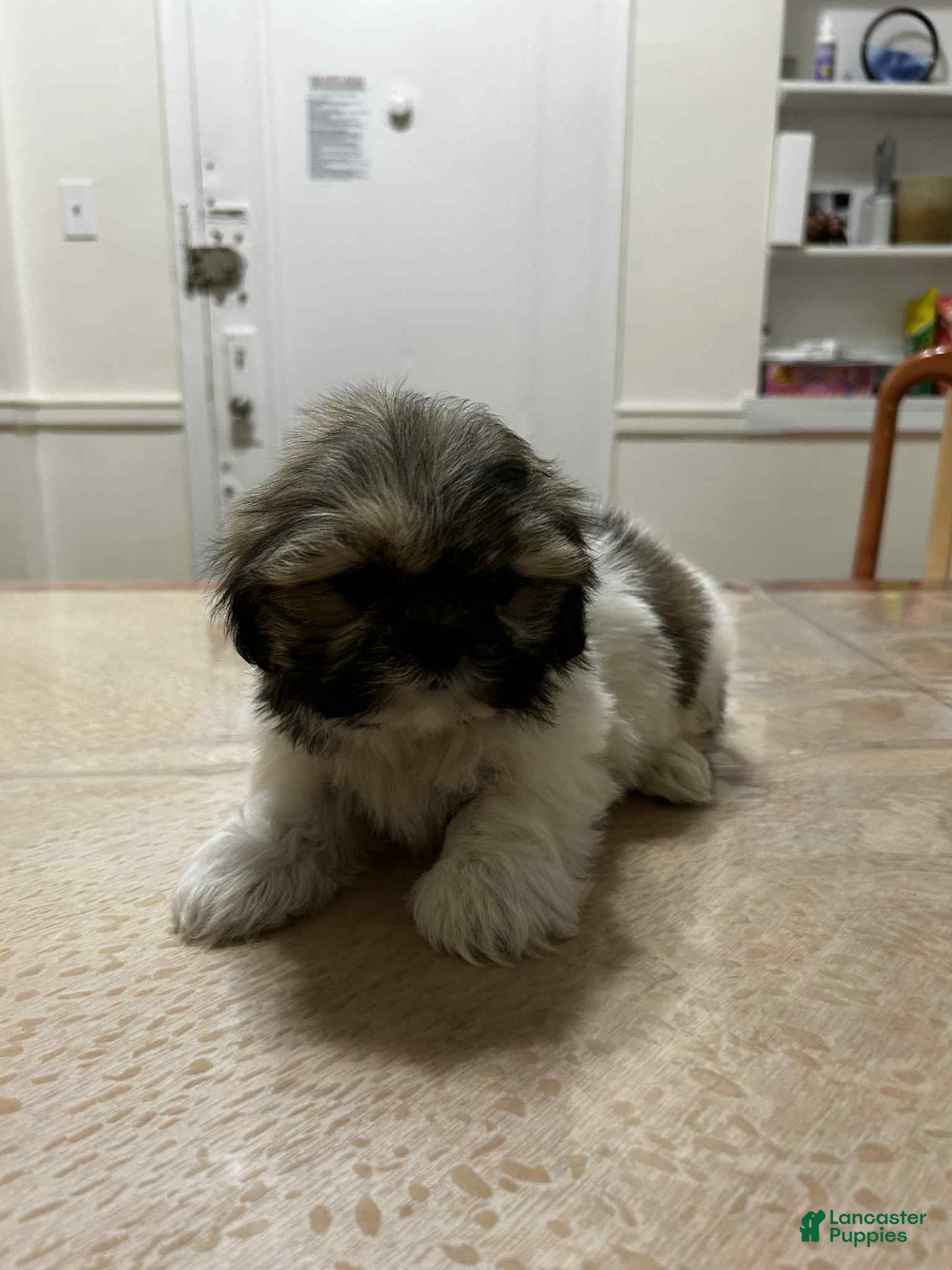 Shih Tzu dogs Sofie - Ad 40