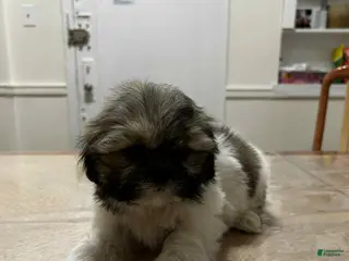 Shih Tzu dogs Sofie - Ad 40