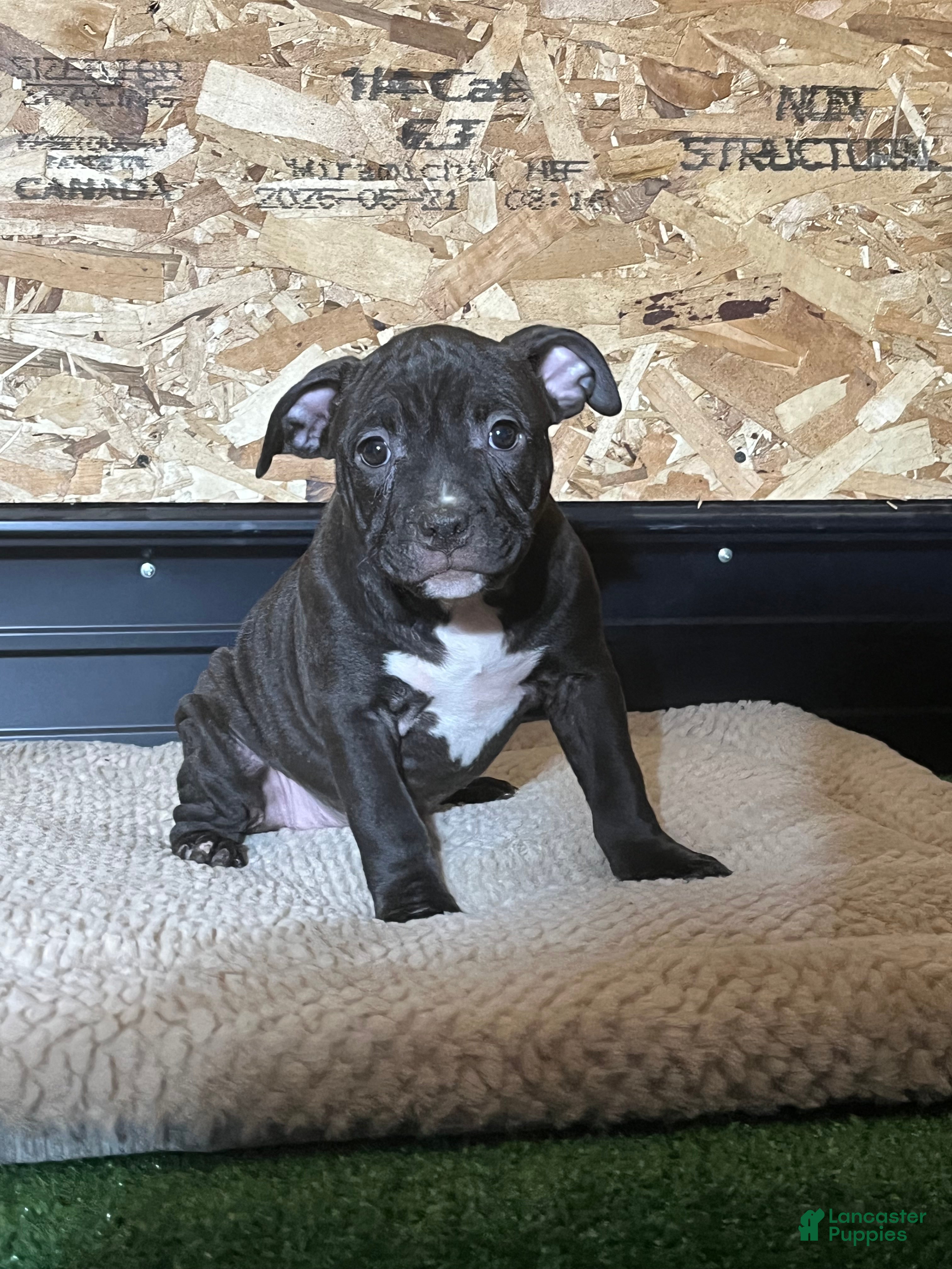 American Bully dogs Nova - Ad 19