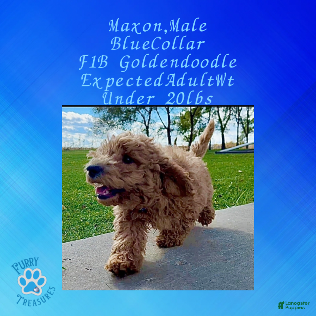 Goldendoodle dogs for sale: Maxon “ Blue Collar” Male - Ad 4