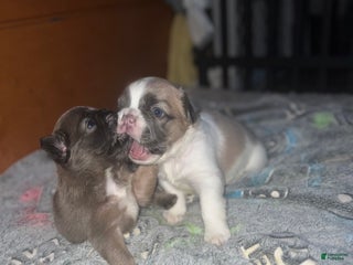 French Bulldog dogs - Ad 40