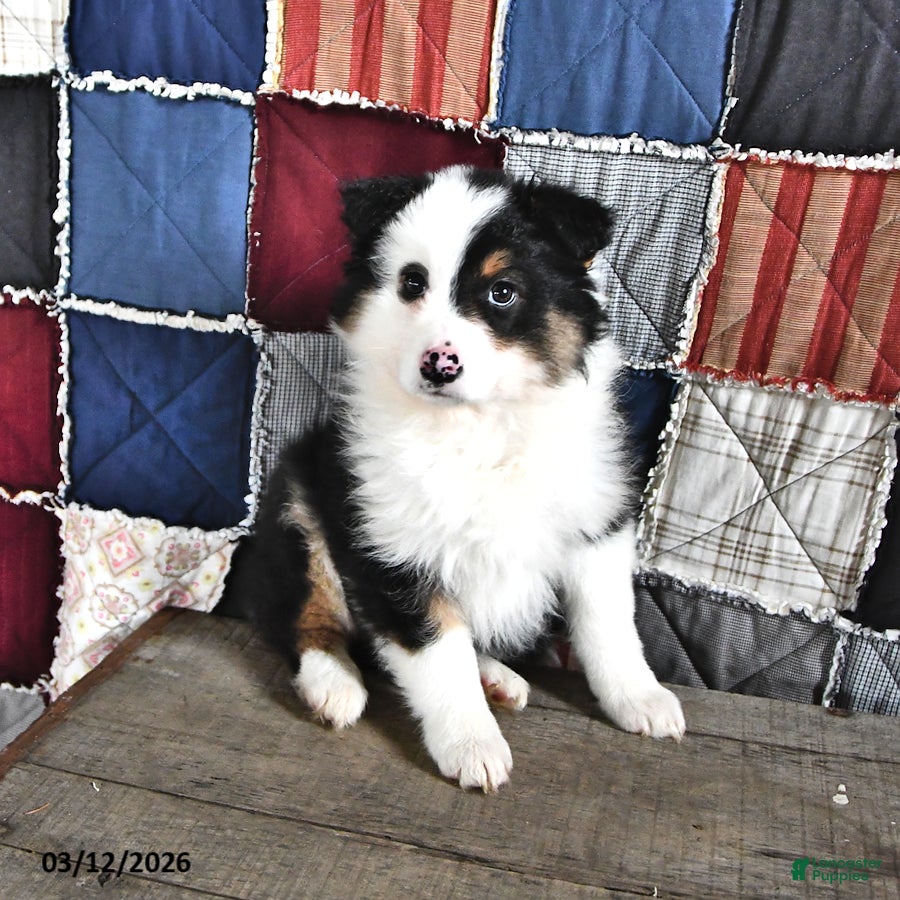 Australian Shepherd dogs Poppy - Ad 1