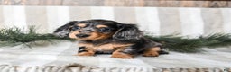Miniature Dachshund dogs for sale: Cookie - Ad 3