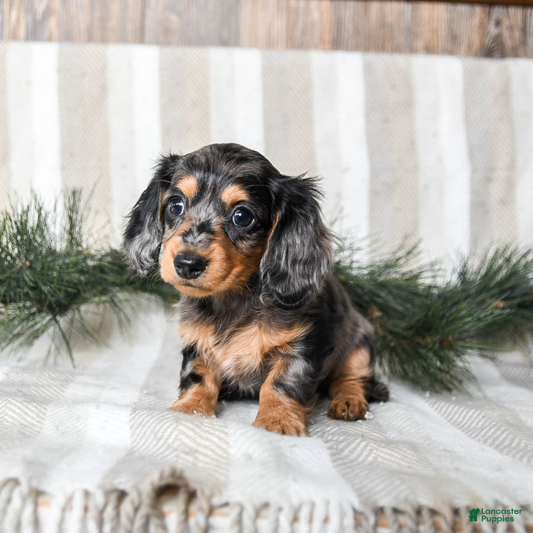 Miniature Dachshund dogs for sale: Cookie - Ad 3