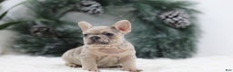 French Bulldog dogs for sale: Megan - Ad 6