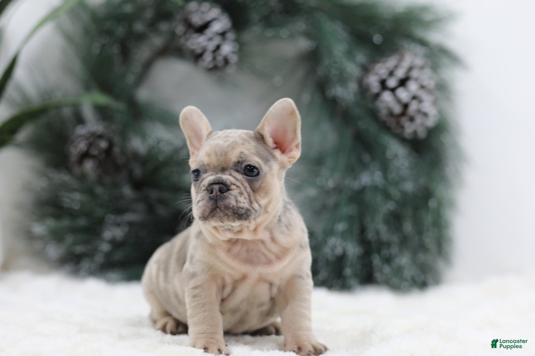 French Bulldog dogs for sale: Megan - Ad 6