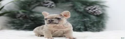 French Bulldog dogs for sale: Megan - Ad 6
