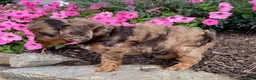 Cavapoo dogs for sale: Moe - Ad 3