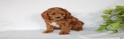 Cavapoo dogs for sale: Cindy - Ad 11