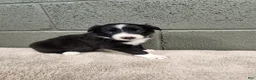 Border Collie dogs for sale: Molly- Pure Breed Border Collie - Ad 3