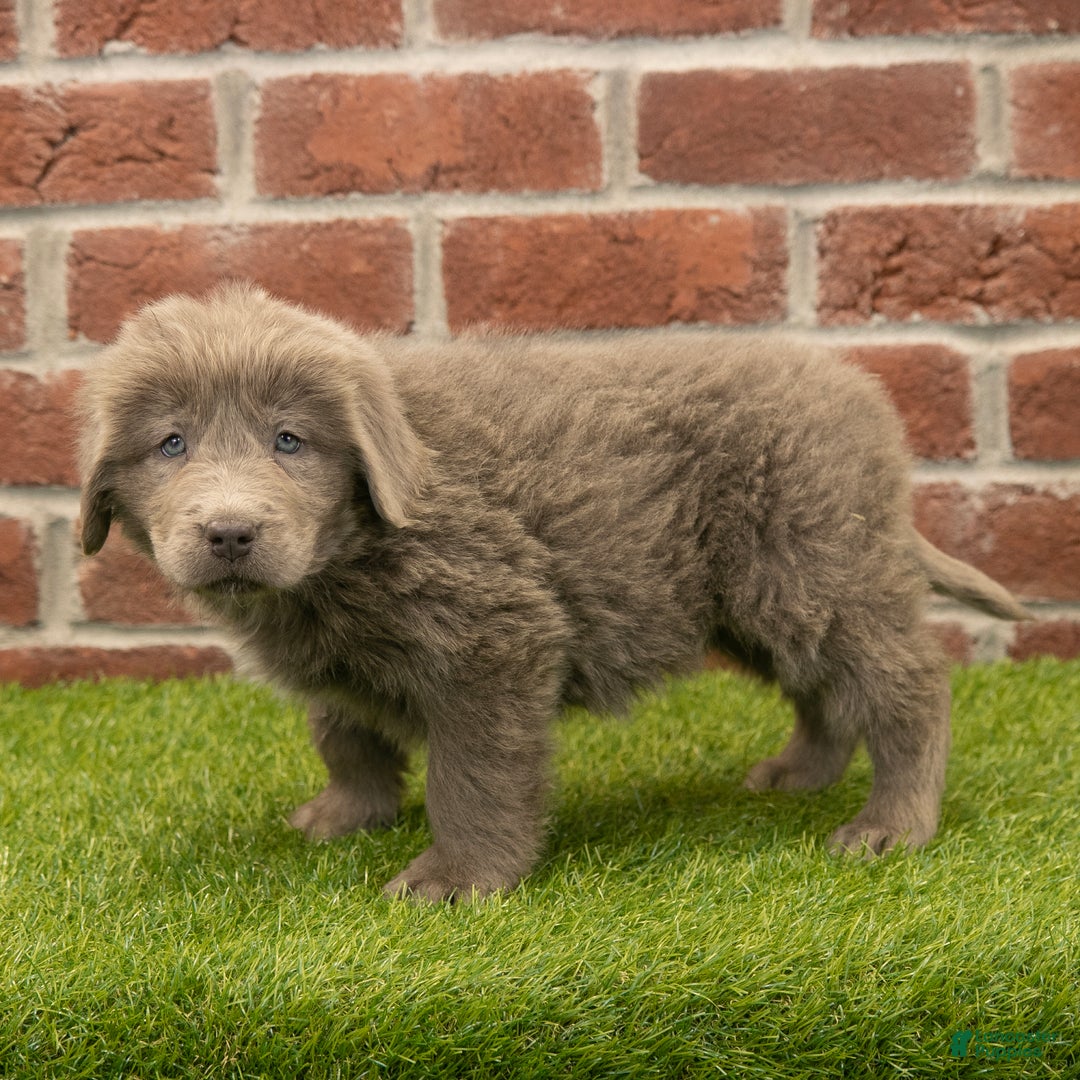 Newfoundland dogs for sale: Mia - Ad 3