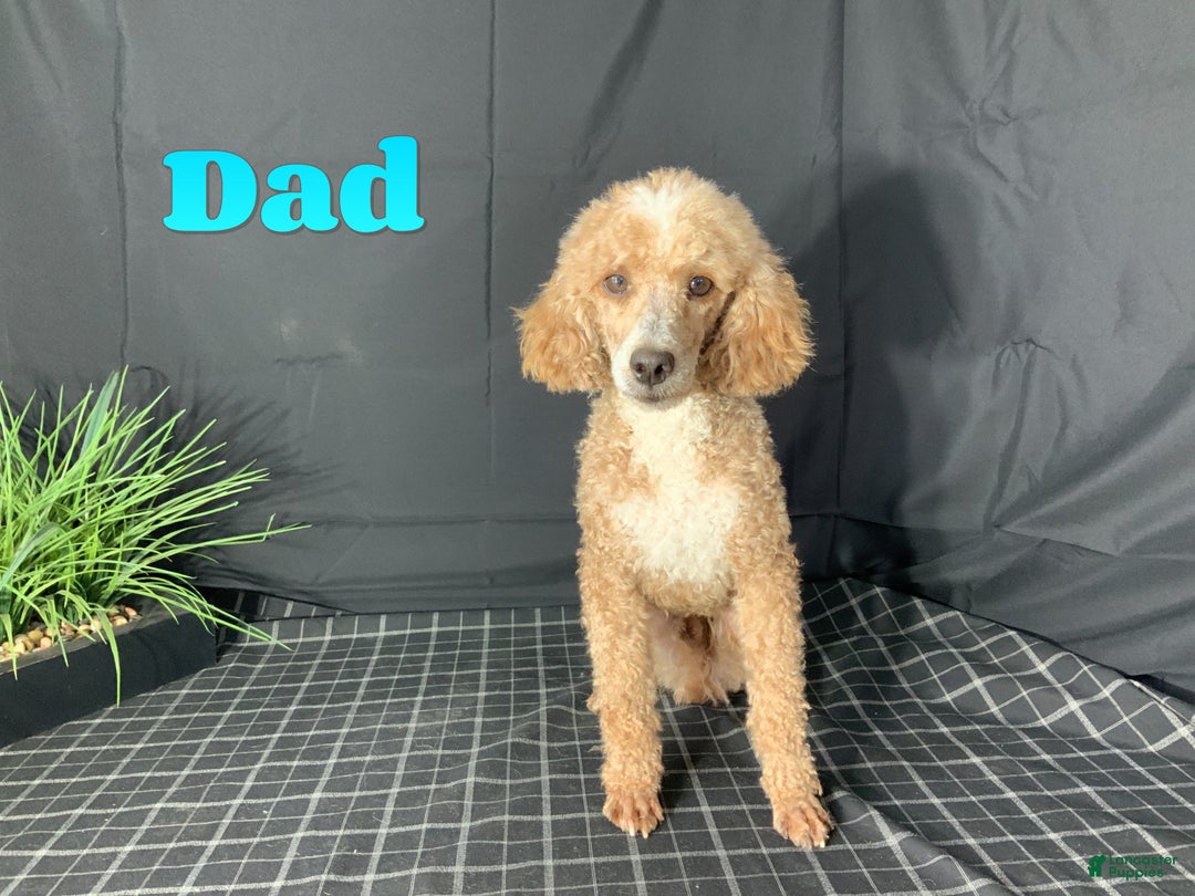 Mixed Breed dogs for sale: Cody - Ad 7