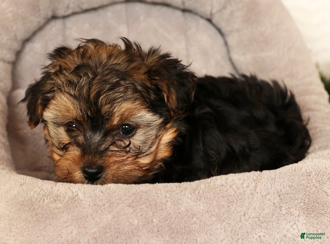 Yorkiepoo dogs for sale: Troy  2.5lbs - Ad 7