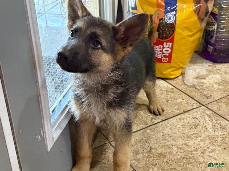 German Shepherd dogs NoName - Ad 25