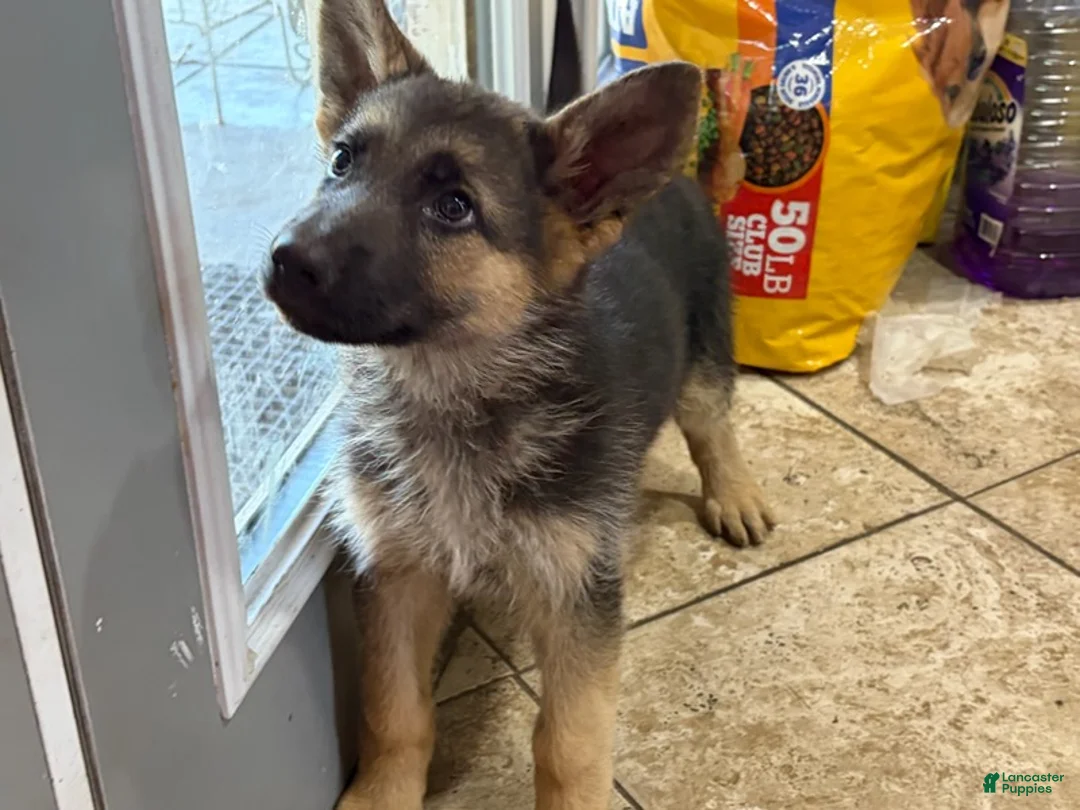German Shepherd dogs for sale: NoName - Ad 1
