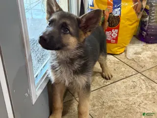 German Shepherd dogs NoName - Ad 19