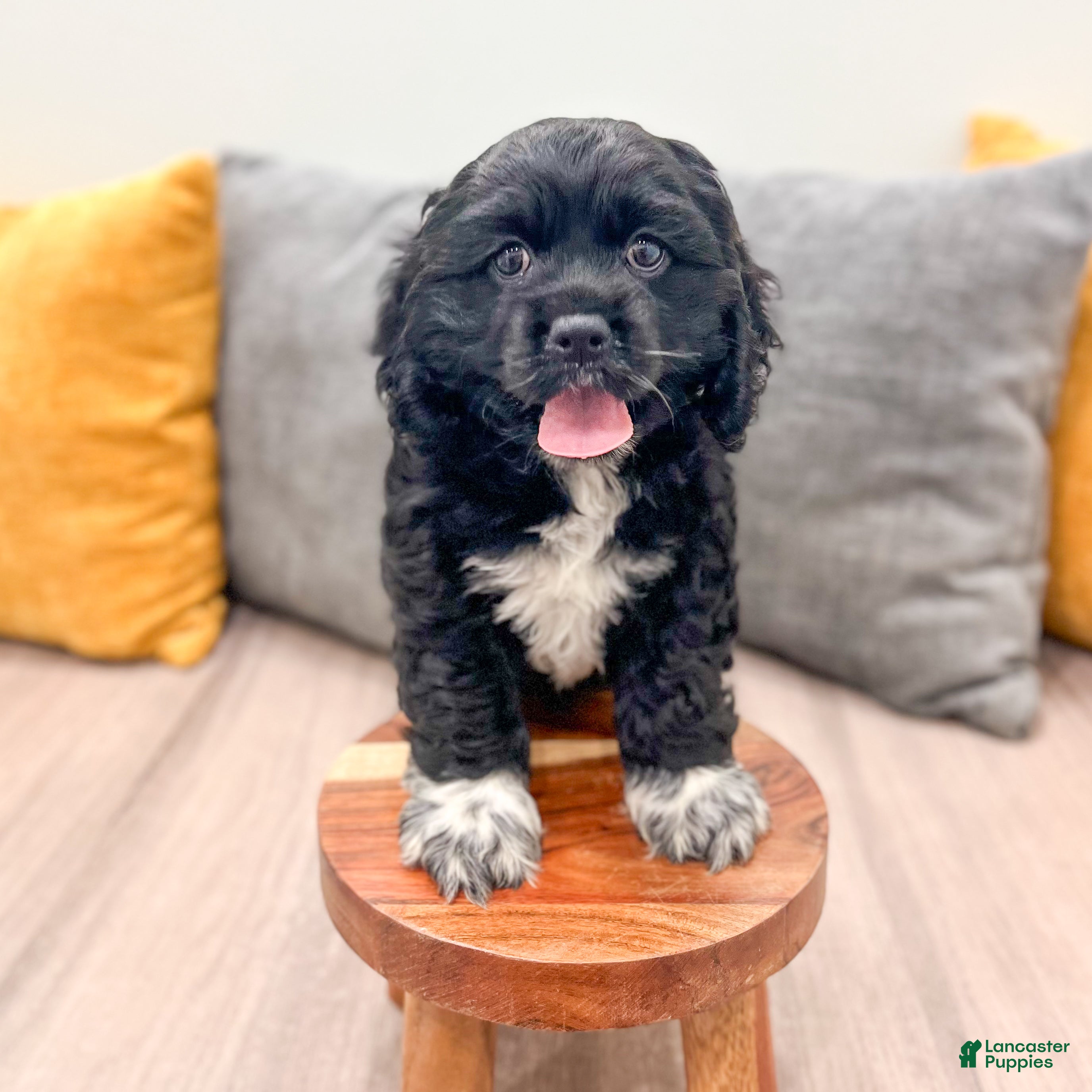 Cocker Spaniel dogs Elsa - Ad 2