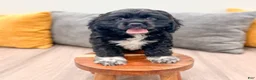 Cocker Spaniel dogs for sale: Elsa - Ad 2