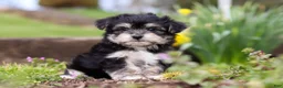 Morkie dogs for sale: Bruno - Ad 11
